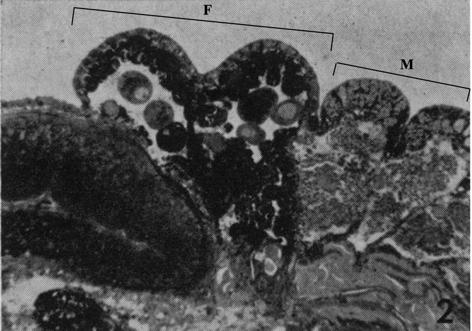 figure image